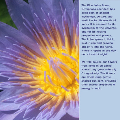 Sacred Blue Lotus (dried flower petals)